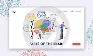 Parts of the Brain Landing Page Template. Tiny Characters at Huge Human Brain Separated on Frontal, Parietal, Occipital photo