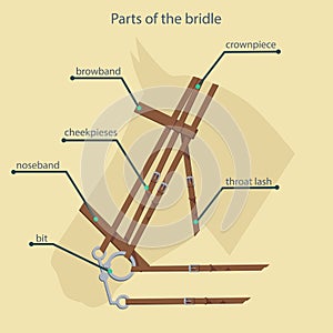 Parts of bridle with names shown