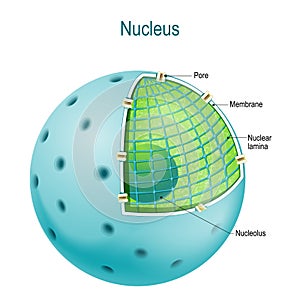 Parts of the cell nucleus photo