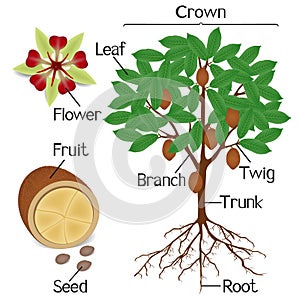 Parts of cupuacu cacao plant on a white background.