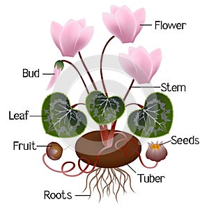 Parts of a cyclamen plant isolated on white background.