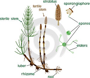 Parts of Equisetum arvense horsetail sporophyte with fertile and sterile stems and titles