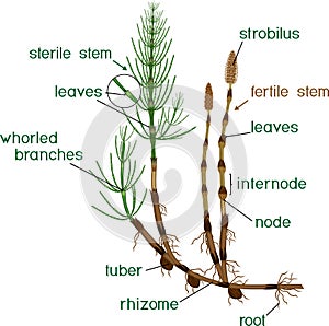 Parts of Equisetum arvense horsetail sporophyte with fertile and sterile stems and titles