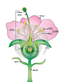 Parts of a flower