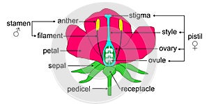 Parts of a flower