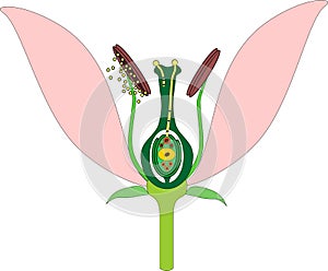 Parts of flower and double fertilization