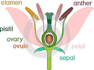 Parts of flower with titles. Cross section of typical angiosperm flower photo