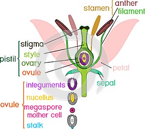 Parts of flower with titles. Cross section of typical angiosperm flower at time of double fertilization photo