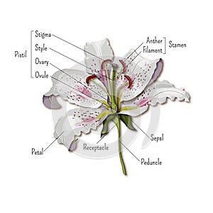 De flor infografias. lirio flor. ciencia 