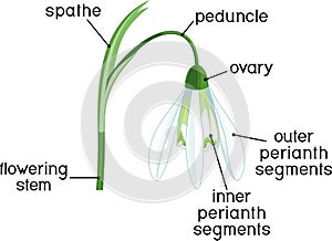 Parts of flower. Morphology of Galanthus nivalis or Common snowdrop flower with titles