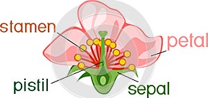 Parts of flower with titles. Cross section of typical angiosperm flower