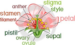 Parts of flower with titles. Cross section of typical angiosperm flower photo