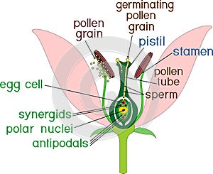 Parts of flower with titles. Cross section of typical angiosperm flower at time of double fertilization