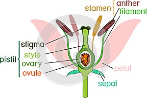 Parts of flower with titles. Cross section of typical angiosperm flower at time of double fertilization