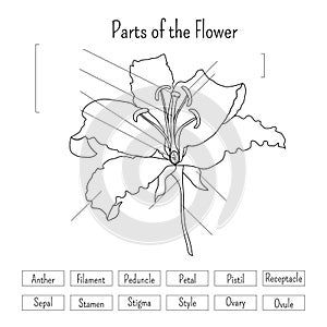 Parts of the flower worksheet in black and white. Lily flower anatomy.