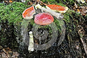 Parts of fly agaric laid on the green moss over the stump