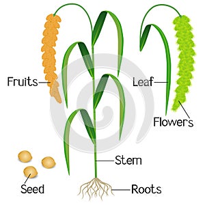 Parts of foxtail millet plant on a white background.