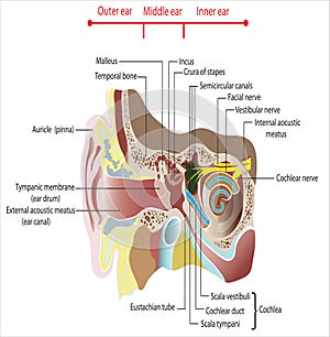 parts and functions of the ear organ in humans