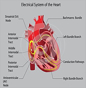 Parts and functions of the heart organ