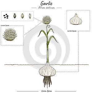 Parts of garlic Allium sativum