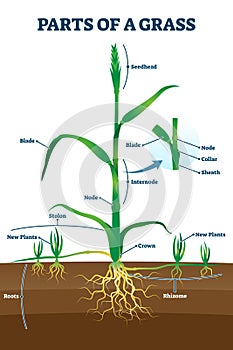 Parts of grass with educational labeled structure anatomy vector illustration photo