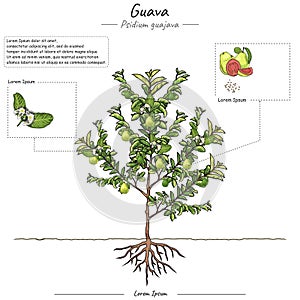 Parts of guava tree Psidium guajava