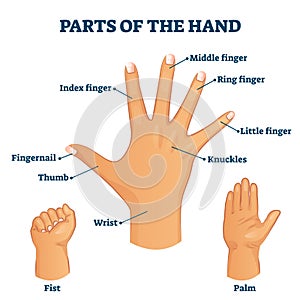 Parts of the hand vocabulary vector illustration