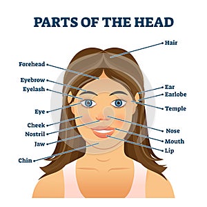 Parts of the head for english vocabulary words education vector illustration