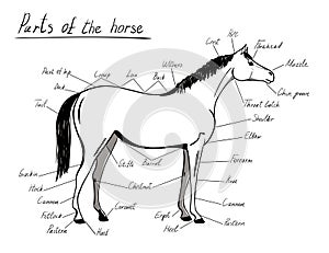 Parts of horse. Equine anatomy.