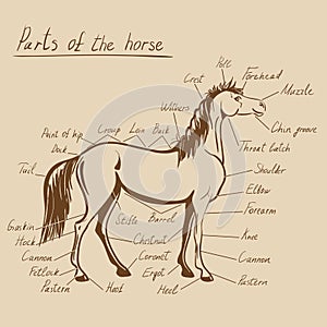 Parts of horse. Equine anatomy.