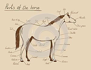 Parts of horse. Equine anatomy.