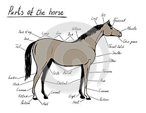 Parts of horse. Equine anatomy.