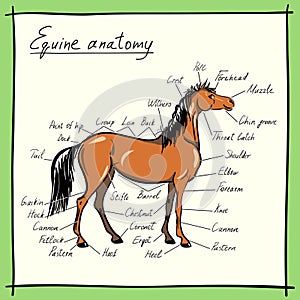 Parts of horse. Equine anatomy.