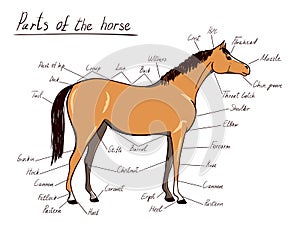 Parts of horse. Equine anatomy. Equestrian scheme with text