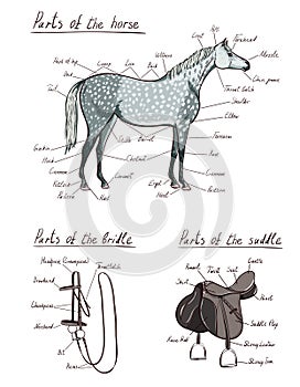 Parts of horse, saddle, bridle set. Equine anatomy. Equestrian scheme text.