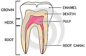 Parts of human tooth. Scheme of structure of tooth (molar) in cross section