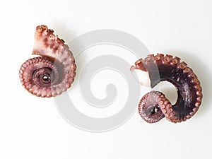 Parts of a marine octopus clam, two legs with tentacles and suckers. Isolated on white background. Wildlife, biology, ocean,