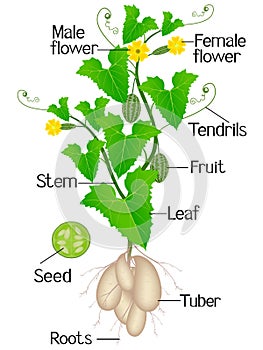 Parts of melothria scabra aka cucamelon or mouse melon plant on a white background.