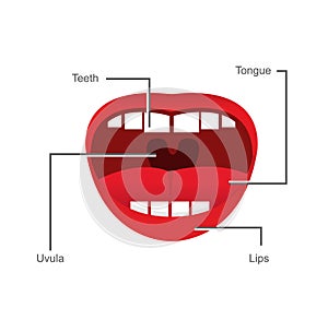 Parts of the mouth illustration