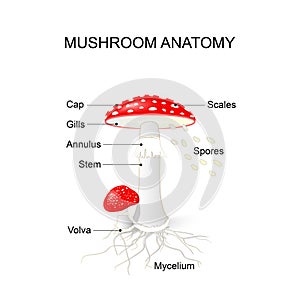 Parts of a mushroom. Amanita