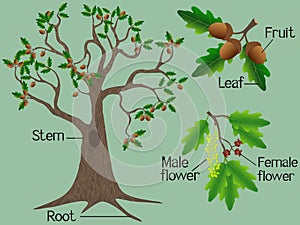 Parts of an oak plant on a green background.