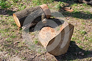 Parts of old oak trunk cut with chainsaw on ground