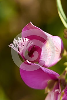 Parts of a pink flower, pistil, antenna, petals