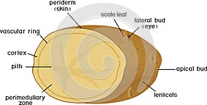 Parts of plant. Morphology and anatomy of potato tuber. Structure in section