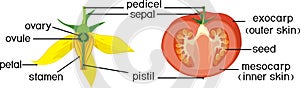 Parts of plant. Morphology and anatomy of tomato ripe red fruit and yellow flower. Tomato fruit structure in section