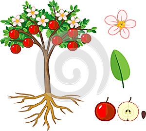 Parts of plant. Morphology of apple tree with fruits, flowers, green leaves and root system