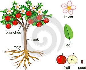 Parts of plant. Morphology of apple tree with fruits, flowers, green leaves, root system