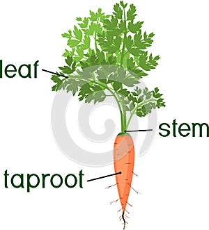 Parts of plant. Morphology of carrot plant with green leaves, stem, taproot and titles photo
