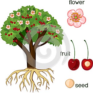 Parts of plant. Morphology of cherry tree with fruits, flowers, green leaves and root system on white background