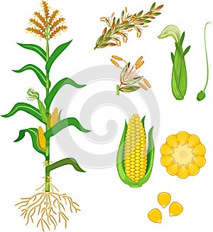 Parts of plant. Morphology of corn maize plant with green leaves, root system, fruits and flowers